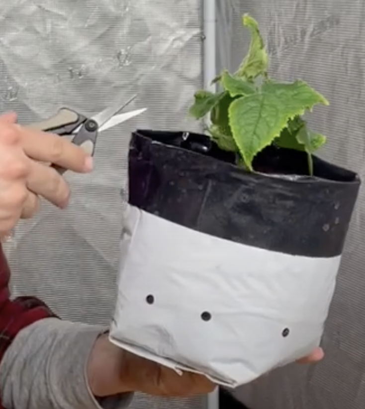 trimming cucumber