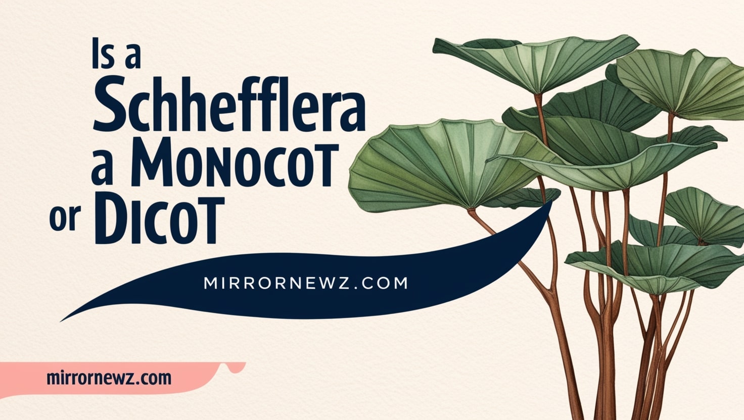 is a schefflera a monocot or dicot