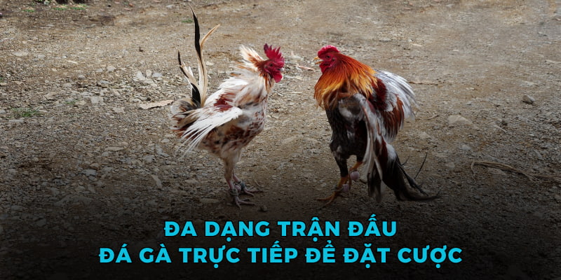 Đa dạng trận đấu đá gà trực tiếp để đặt cược