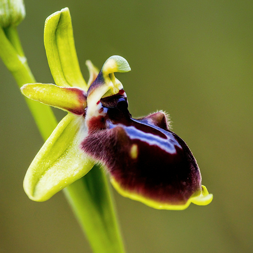 How to Grow Thriving Ophrys Fly Orchids: A Comprehensive Guide