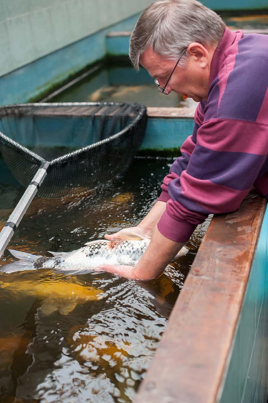 Koi Fish Health: Common Diseases and Prevention Tips