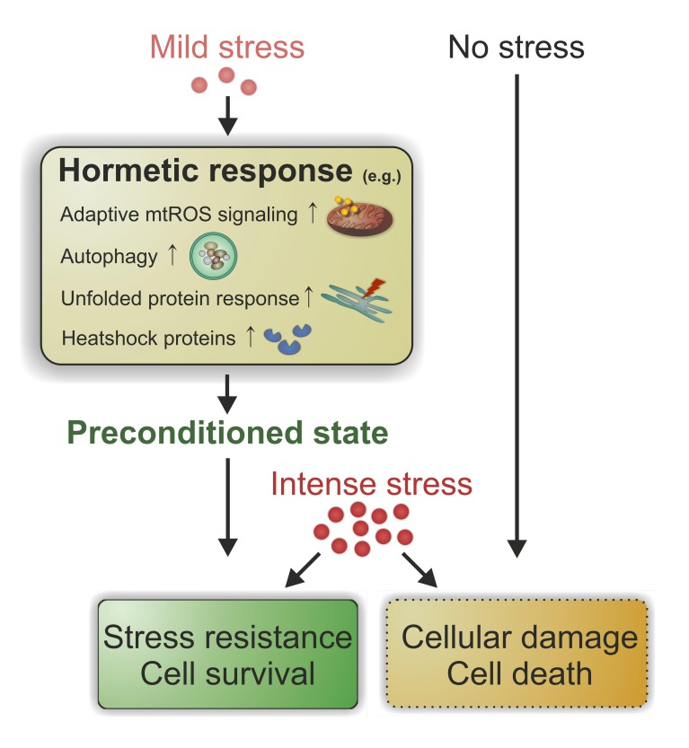 A diagram of a stress response

Description automatically generated