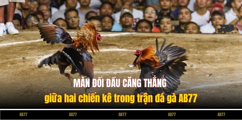 Màn đối đầu căng thẳng giữa hai chiến kê trong trận đá gà Ev88