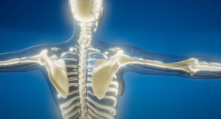 human body