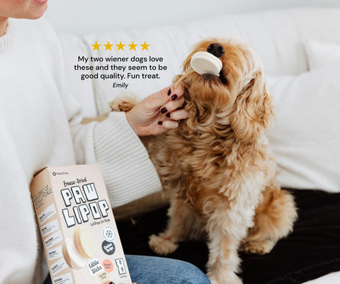 A pet parent hand-feeding their dog MalsiPree's freeze-dried Pawlipop treat.