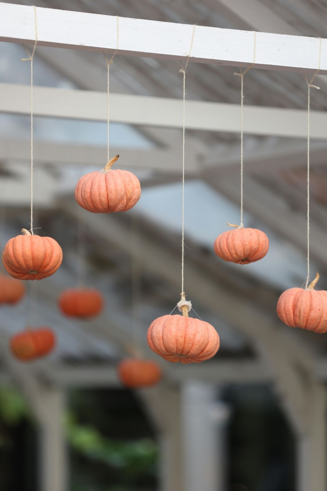 Orange mini-pumpkins hanging by twine