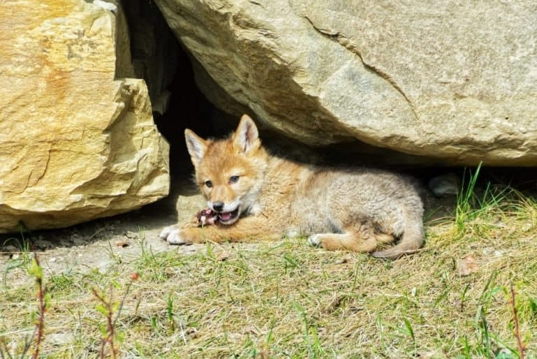 A Coyote is resting under the shadow of a rock 