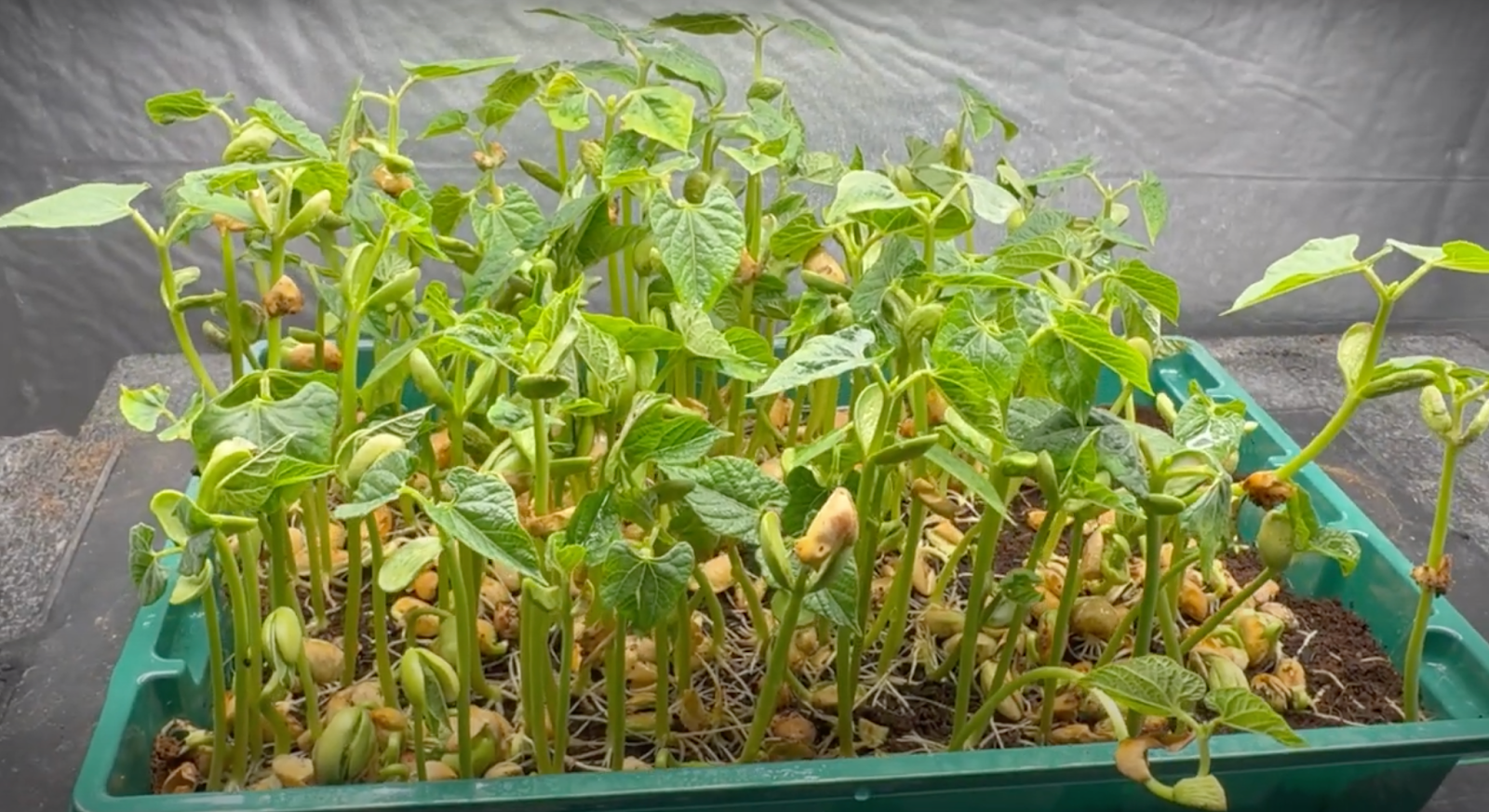 microgreens