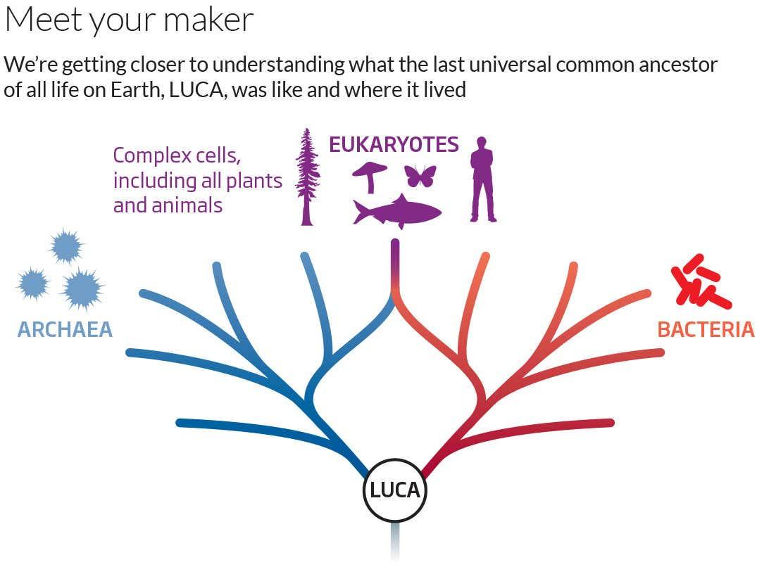 Universal ancestor of all life on Earth was only half alive | New Scientist