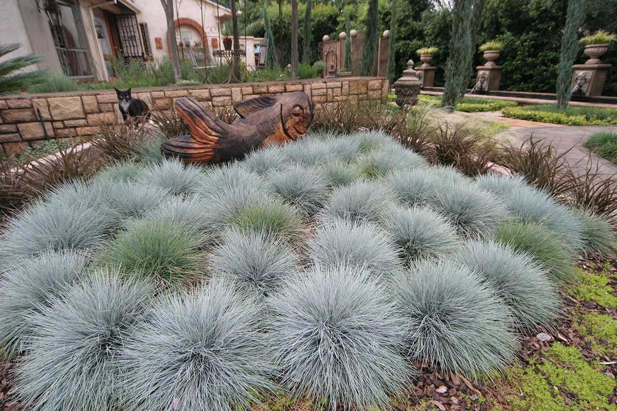 Blue fescue Planting Guidelines