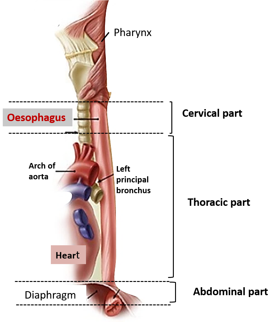 extent and parts of oesophagus