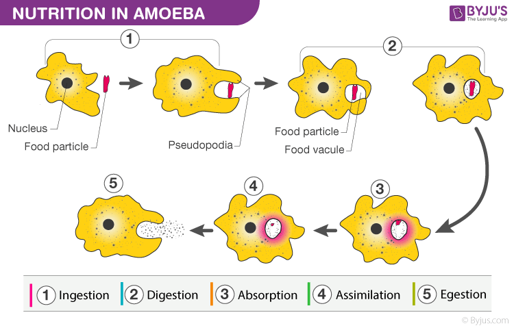 Nutrition in Amoeba