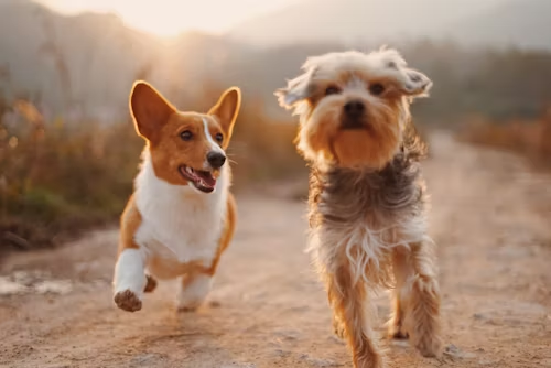 A Dog's Sense of Hearing is Four Times Stronger Than Ours