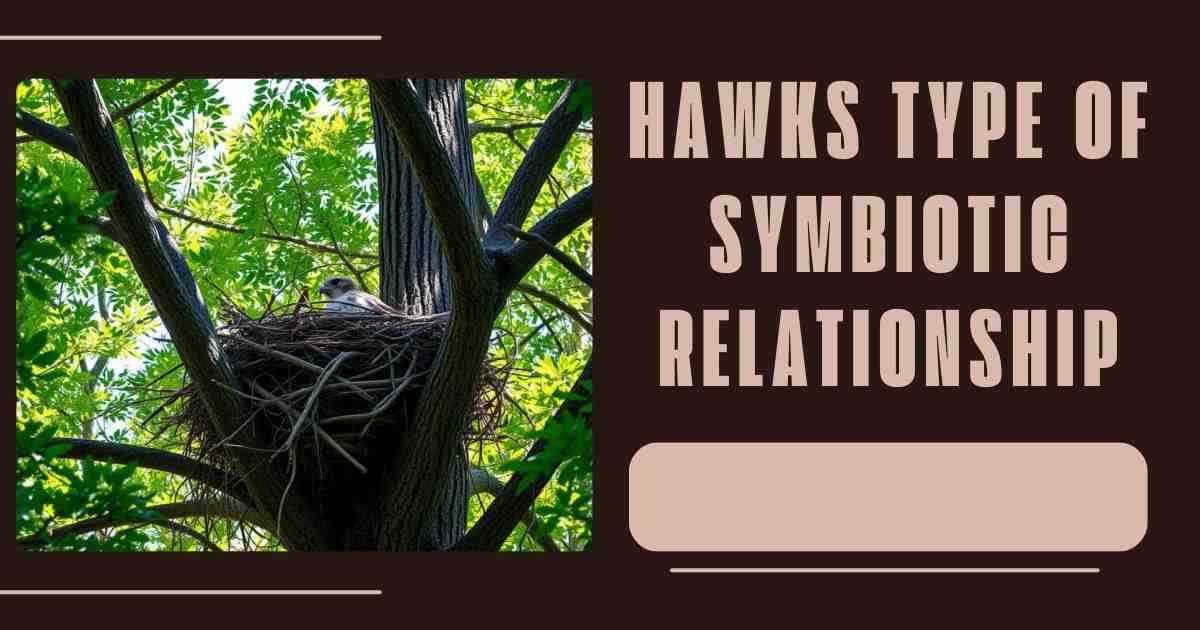 hawks type of symbiotic relationship