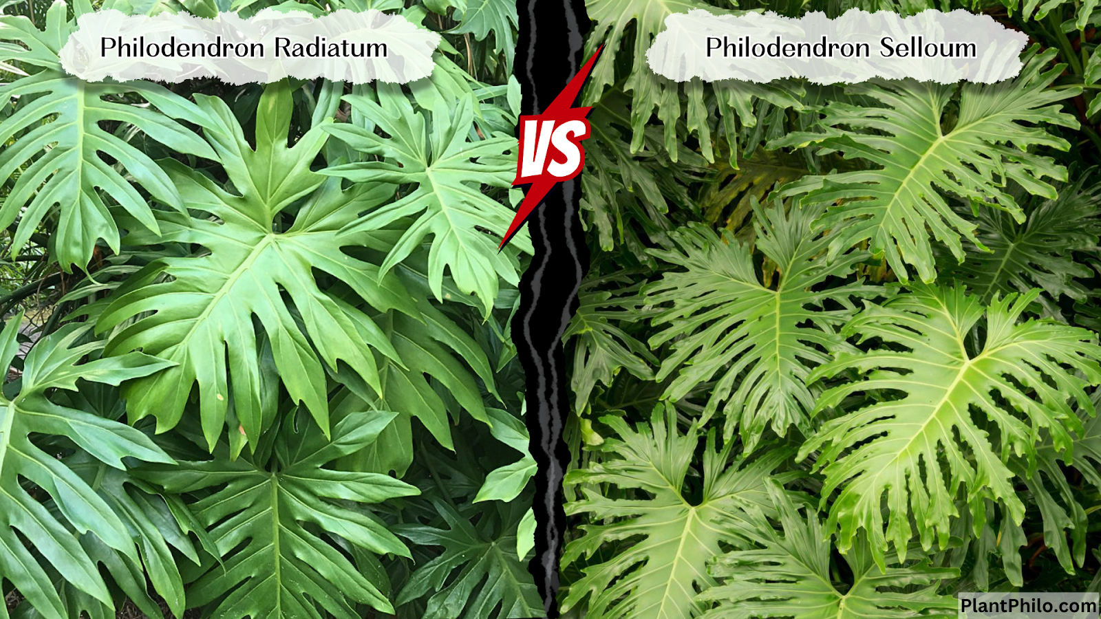 Philodendron Radiatum vs. Selloum