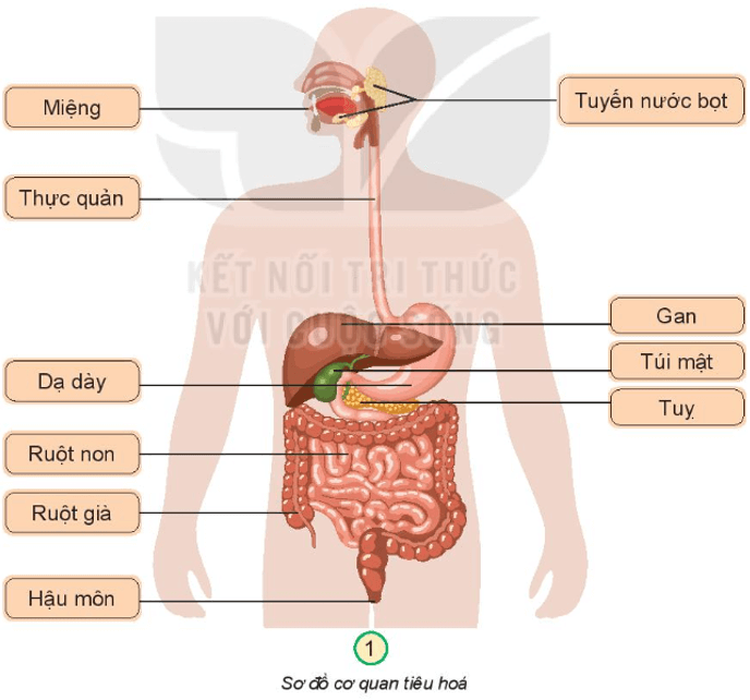 BÀI 18. CƠ QUAN TIÊU HÓAMỞ ĐẦUCâu hỏi: Điều gì sẽ xảy ra với thức ăn khi chúng ta ăn vào cơ thể?Đáp án chuẩn:Khi chúng ta ăn thức ăn vào cơ thể, thức ăn sẽ đi đến các bộ phận của cơ quan tiêu hóa.KHÁM PHÁCâu 1: Hãy chỉ và nói tên các bộ phận của cơ quan tiêu hóa.Đáp án chuẩn:- Các bộ phận của cơ quan tiêu hóa: MiệngTuyến nước bọt Thực quảnGanTúi mậtTụyRuột nonRuột giàHậu môn.Câu 2: Cơ quan tiêu hóa gồm những bộ phận nào?Đáp án chuẩn:Các bộ phận của cơ quan tiêu hóa: MiệngTuyến nước bọt Thực quảnGanTúi mậtTụyRuột nonRuột giàHậu môn.THỰC HÀNHCâu 1: Ghép các thẻ chữ thích hợp vào sơ đồ cơ quan tiêu hoá.Đáp án chuẩn: Câu 2: Hãy chỉ vị trí một số bộ phận của cơ quan tiêu hoá trên cơ thể em.Đáp án chuẩn:Học sinh chỉ một số bộ phận của cơ quan tiêu hóa trên cơ thể em.KHÁM PHÁCâu 1: Chỉ đường đi của thức ăn trên sơ đồ dưới đây.Đáp án chuẩn:Quá trình tiêu hóa diễn ra từ miệng đến tuyến nước bọt, thực quản, dạ dày gan, túi mật, tụy, ruột non, ruột già và đến hậu môn.Câu 2: Hãy nói về tiêu hóa thức ăn ở một số bộ phận của cơ quan tiêu hóa.Đáp án chuẩn:Khoang miệng: thức ăn được răng cắt, nghiền nhỏDạ dày: co bóp, nhào trộn thức ăn thành dạng lỏngRuột non: hầu hết thức ăn được biến đổi thành chất dinh dưỡng nhờ mật, dịch tụy và dịch ruột. Chất dinh dưỡng được hấp thu vào máu đi nuôi cơ thể.Ruột già: hấp thu phần lớn nước, chất cặn bã chuyển thành phân.THỰC HÀNHCâu hỏi: Chơi trò chơi: “Đó là bộ phận nào?”Đáp án chuẩn:Học sinh tham gia trò chơiVẬN DỤNG