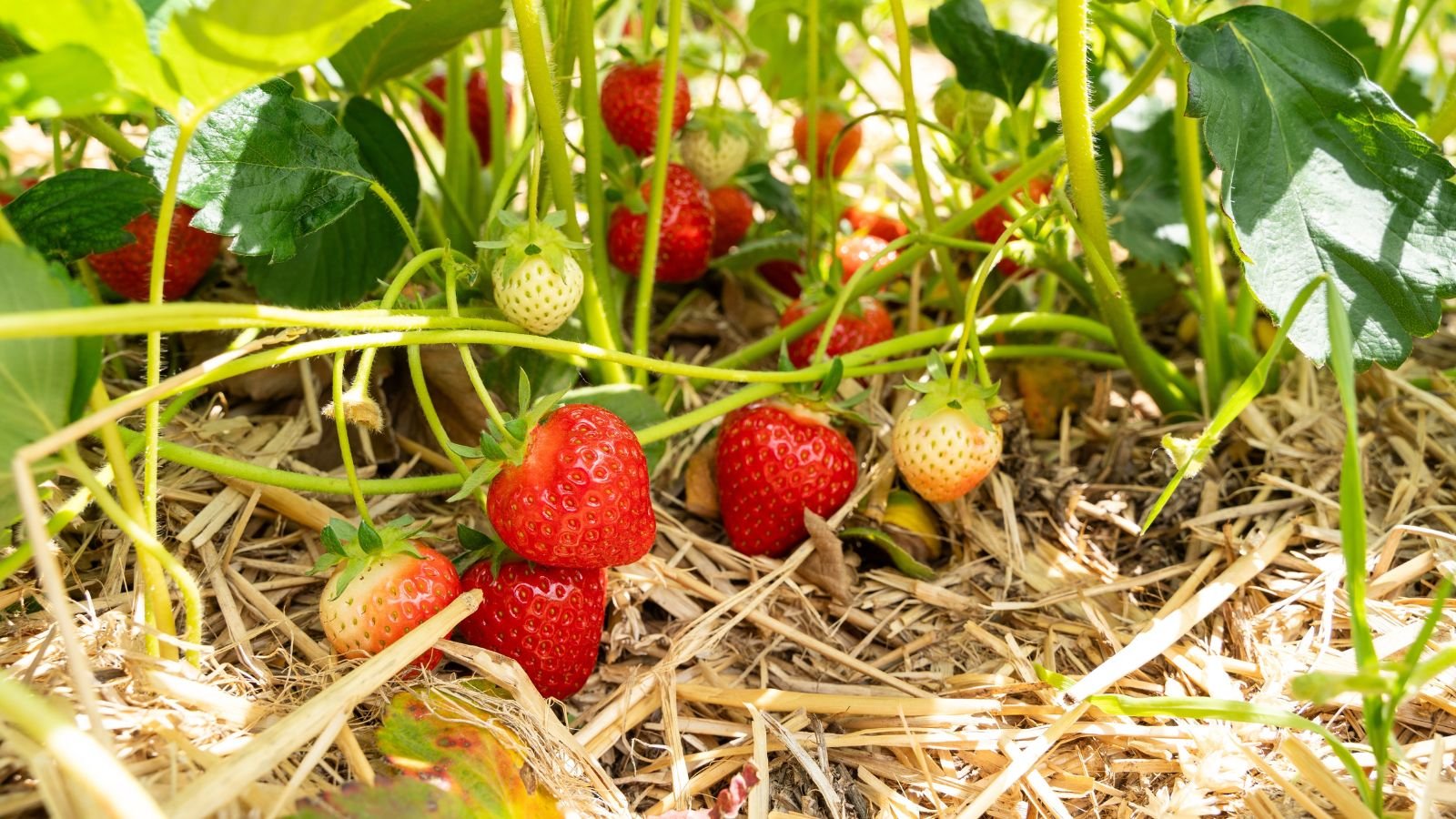 A close-up shot of developing fruits near a mulched soil ground basking in bright sunlight outdoors