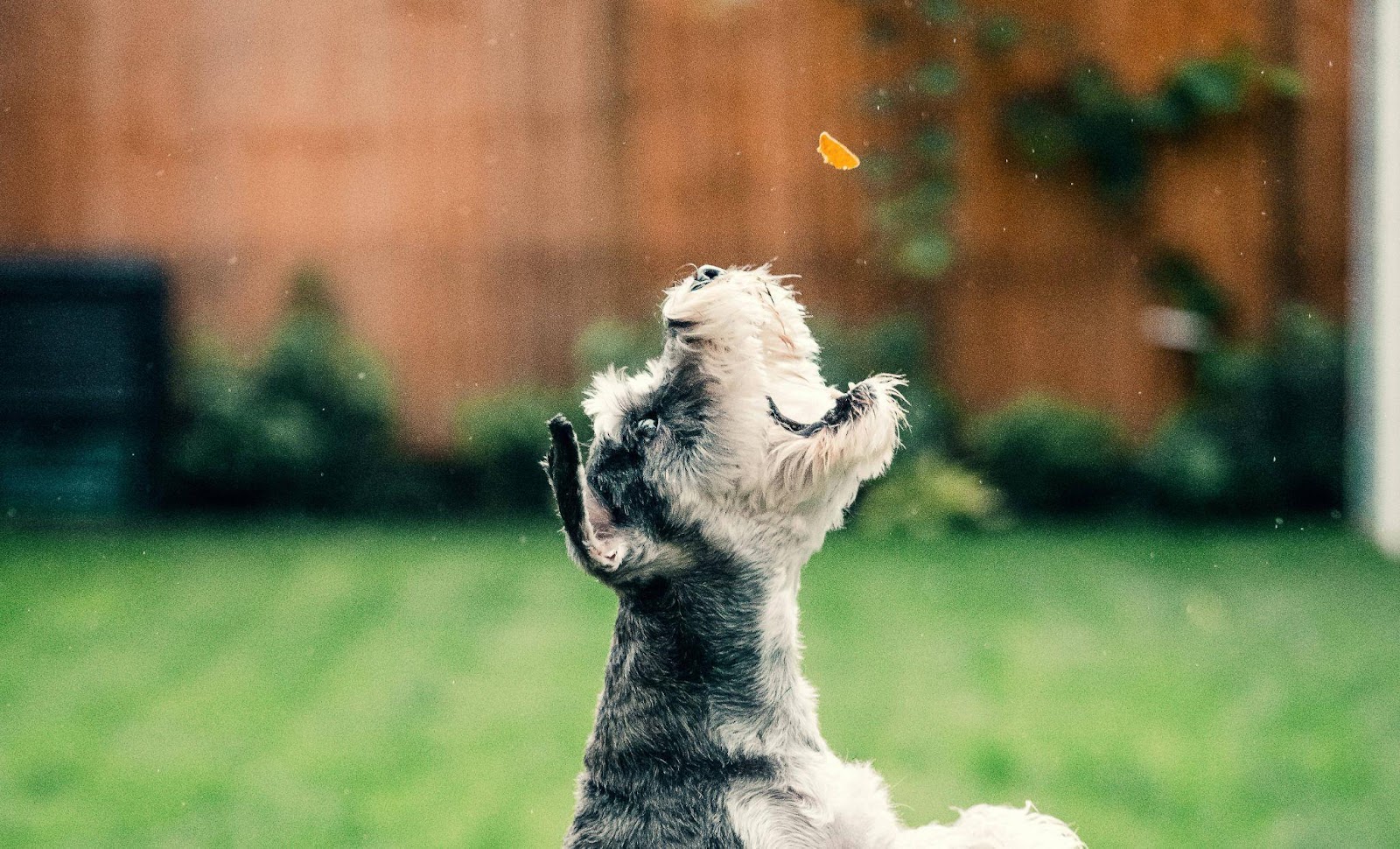 Doggy Breath Treats