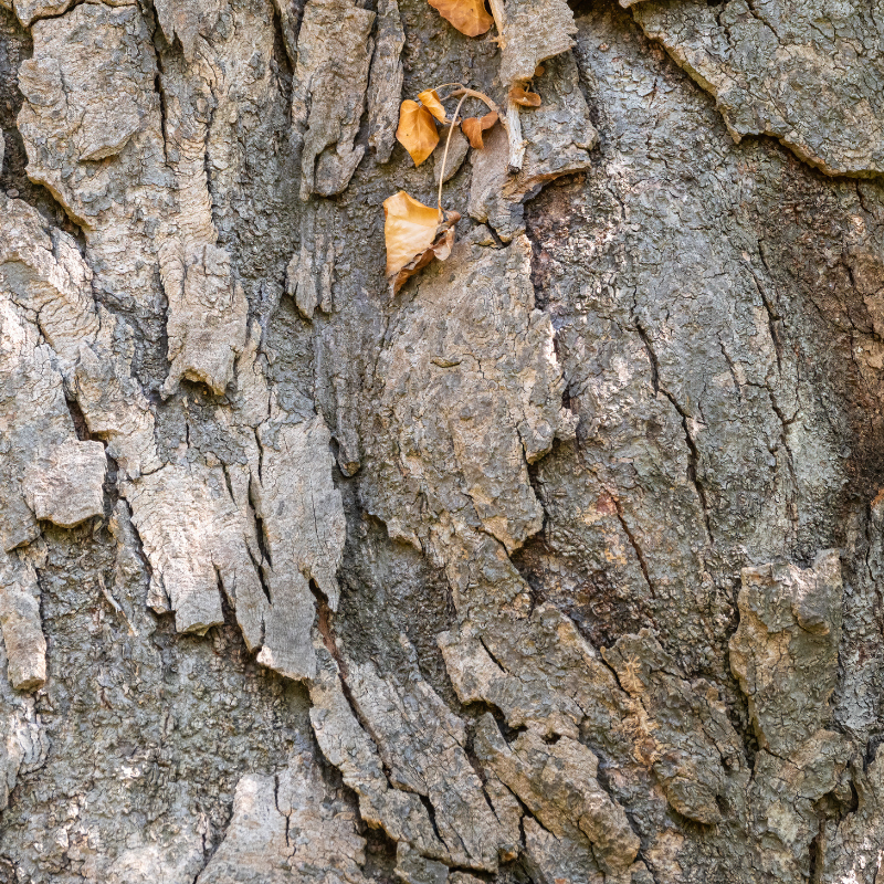 Detailed view of a magnolia tree with lush green leaves and rough bark.