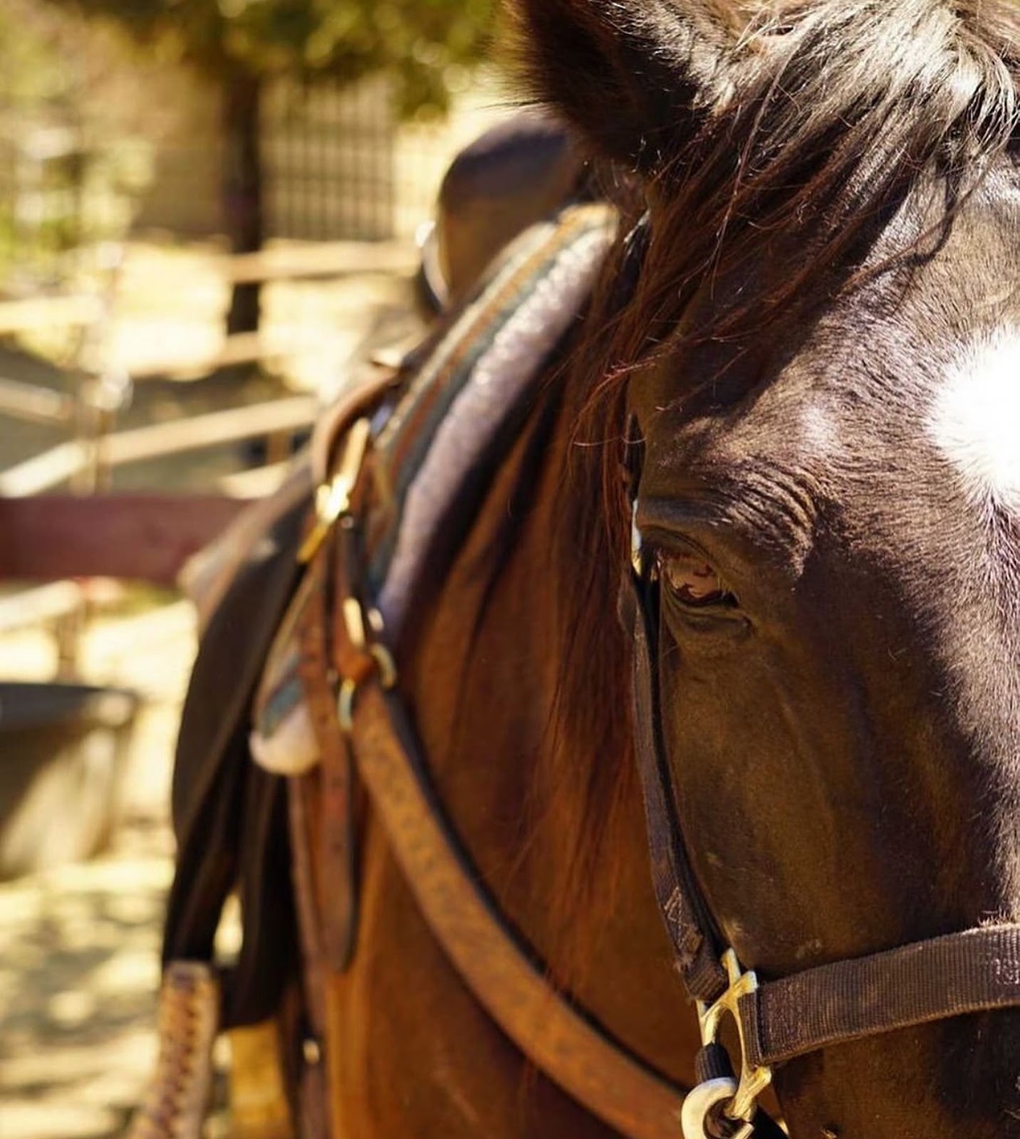 Horseback Riding at Julian Stables