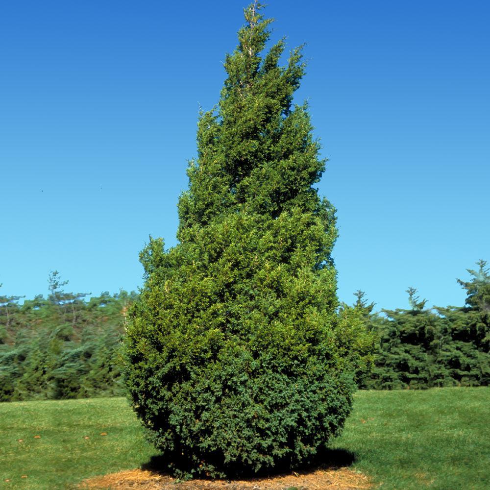 The Baby Giant Arborvitae is a popular fast-growing privacy tree