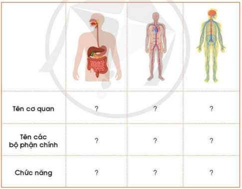 BÀI ÔN TẬP CHỦ ĐỀ CON NGƯỜI VÀ SỨC KHỎE1. Em đã học được gì về chủ đề Con người và sức khỏe?Câu 1: Hãy nói hoặc viết về các cơ quan tiêu hóa, tuần hoàn và thần kinh theo gợi ý dưới đây.Đáp án chuẩn: Câu 2: Ghi lại tên những đồ vật mà em vừa quan sát.Đáp án chuẩn: Xe ô tô, khối trụ, khối cầu, bút màu, bút mực, bút chì, cục tẩy, khối hình hộp chữ nhật, khối lập phương.Câu 3: Cơ quan nào giúp em thực hiện các hoạt động trong trò chơi trên?Đáp án chuẩn: Cơ quan thần kinh Câu 4: Tự đánh giá những việc làm của em để bảo vệ các cơ quan tiêu hóa, tuần hoàn và thần kinh theo gợi ý dưới đây.Đáp án chuẩn: Việc làmThường xuyênThỉnh thoảngKhông làm1. Ăn nhiều rau xanh và trái cây tươi; uống đủ nước. X 2. Vận động, tập thể dục, thể thao đúng cách X 3. Ngủ đủ giấcX  4. Không ăn đồ dầu mỡ, chiên rán và uống nước ngọt có ga. X 5. Khi có chuyện buồn, em thường chia sẻ với bạn bè. X Câu 5: Chia sẻ với bạn bè về những thói quen em cần thay đổi để chăm sóc và bảo vệ các cơ quan tiêu hóa, tuần hoàn, thần kinh.Đáp án chuẩn: - Ăn nhiều rau xanh và trái cây tươi hơn.- Uống đủ 2 lít nước mỗi ngày.- Chăm chỉ luyện tập thể dục thể thao.2. Xử lý tình huống