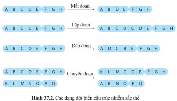 BÀI 37: ĐỘT BIẾN NHIỄM SẮC THỂ