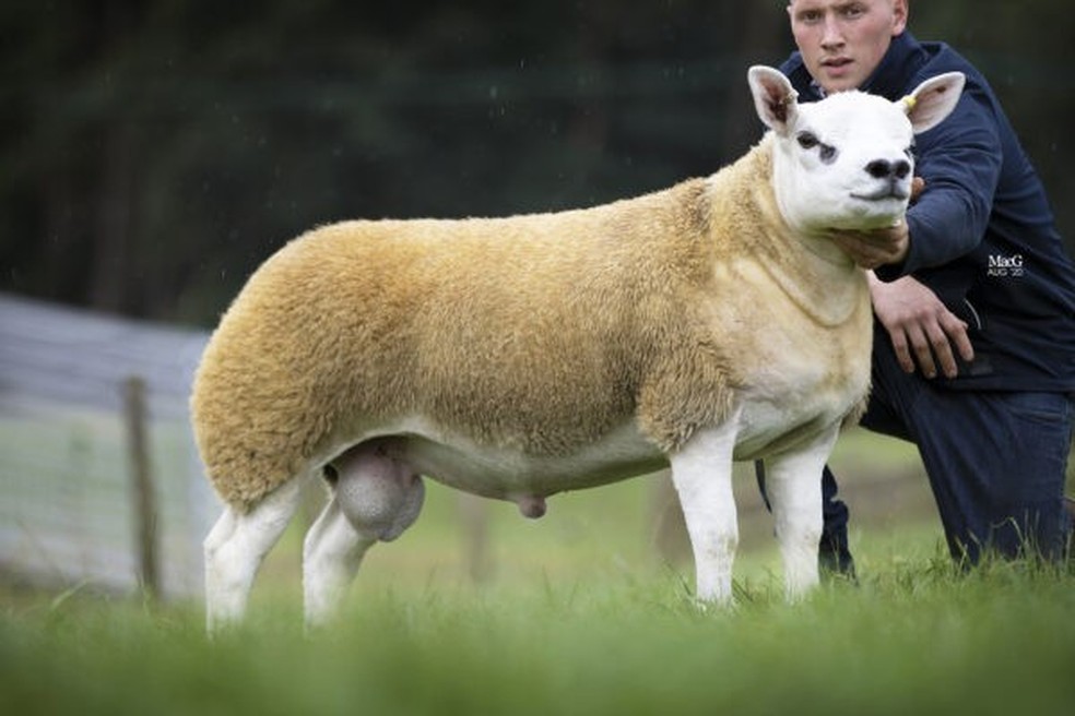   Foto: Texel.uk