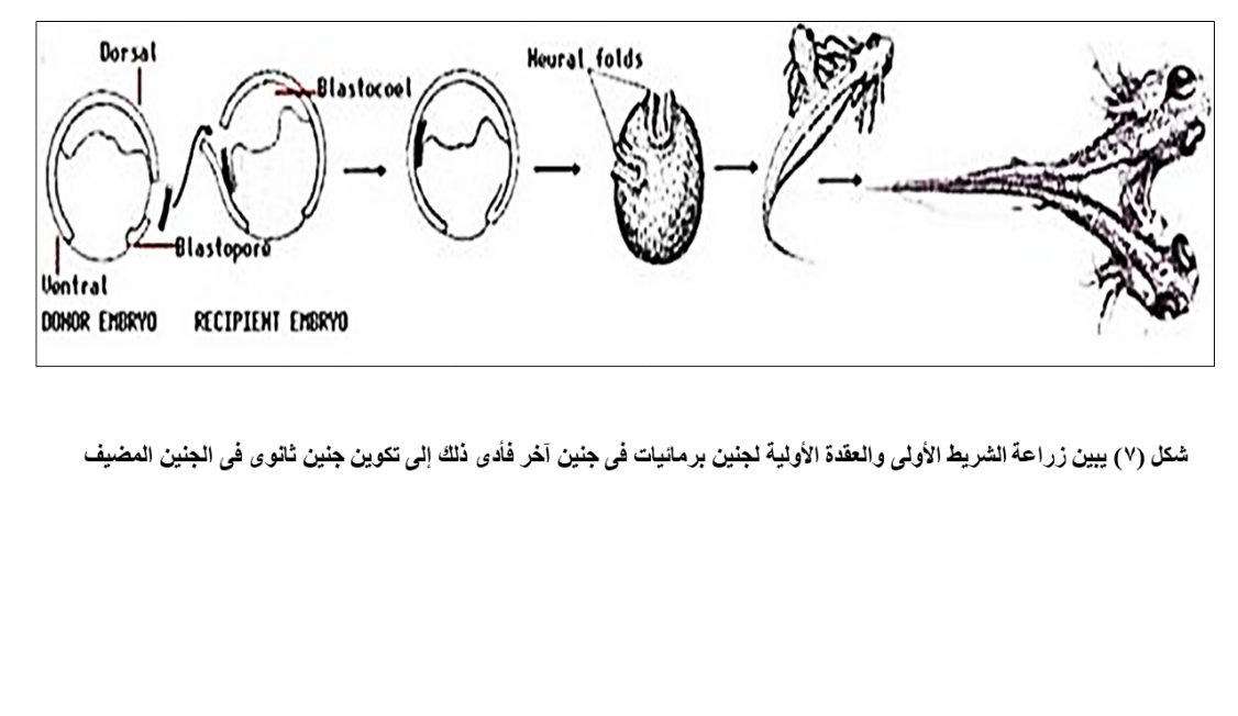 D:\مراسلات الإعجاز العلمى فى القرآن والسنة\محمد عاشور\صور لعجب الذنب\Slide6.PNG