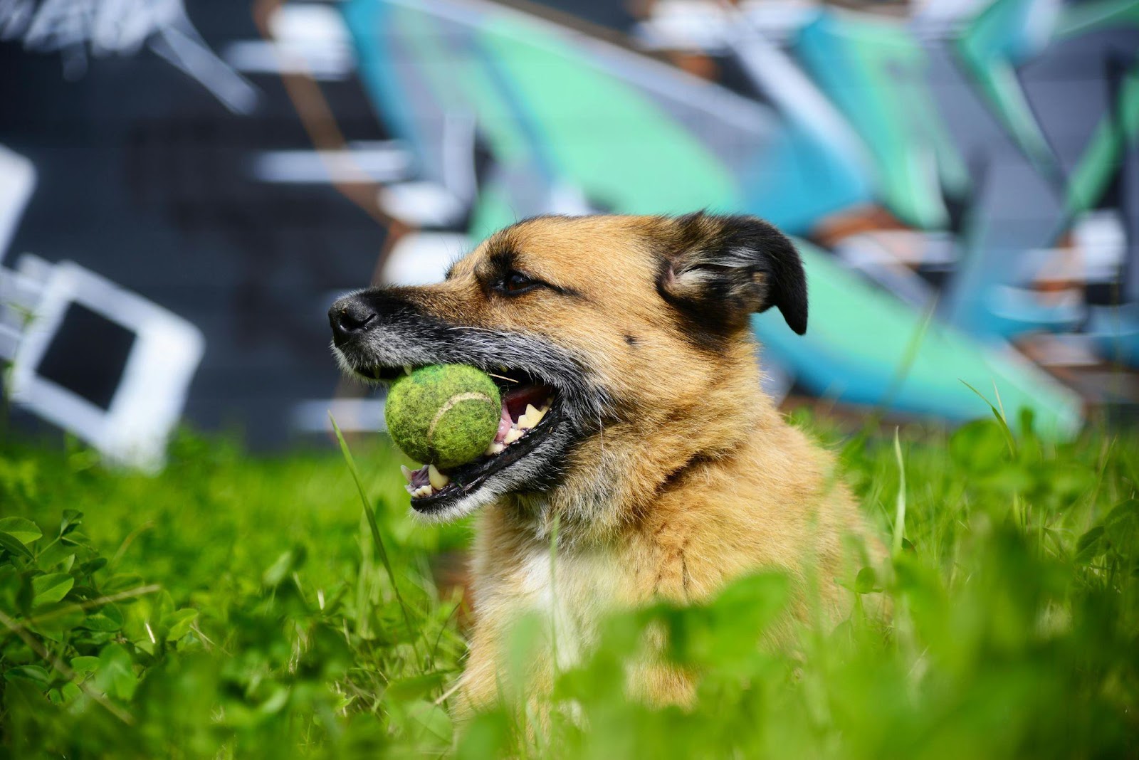 Tennis Ball Toy Cleaner