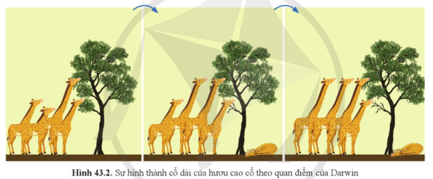 BÀI 43: CƠ CHẾ TIẾN HÓA