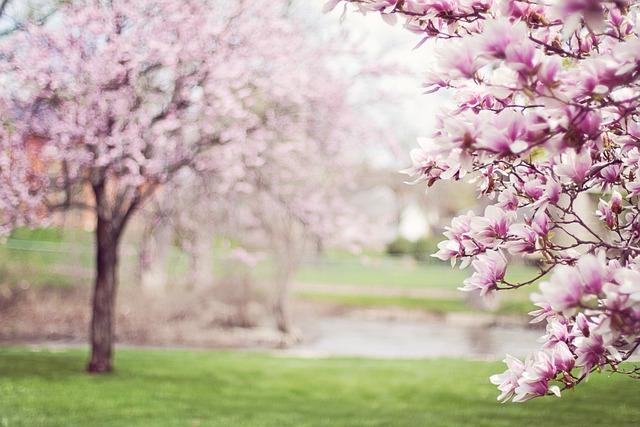 Free Magnolia Trees Springtime photo and picture
