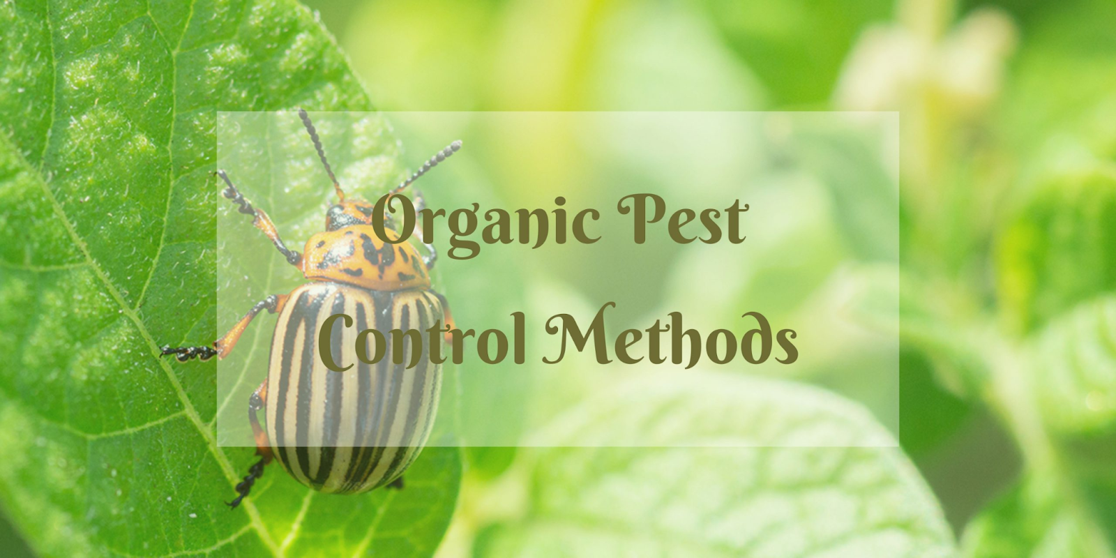 Organic Insect Control