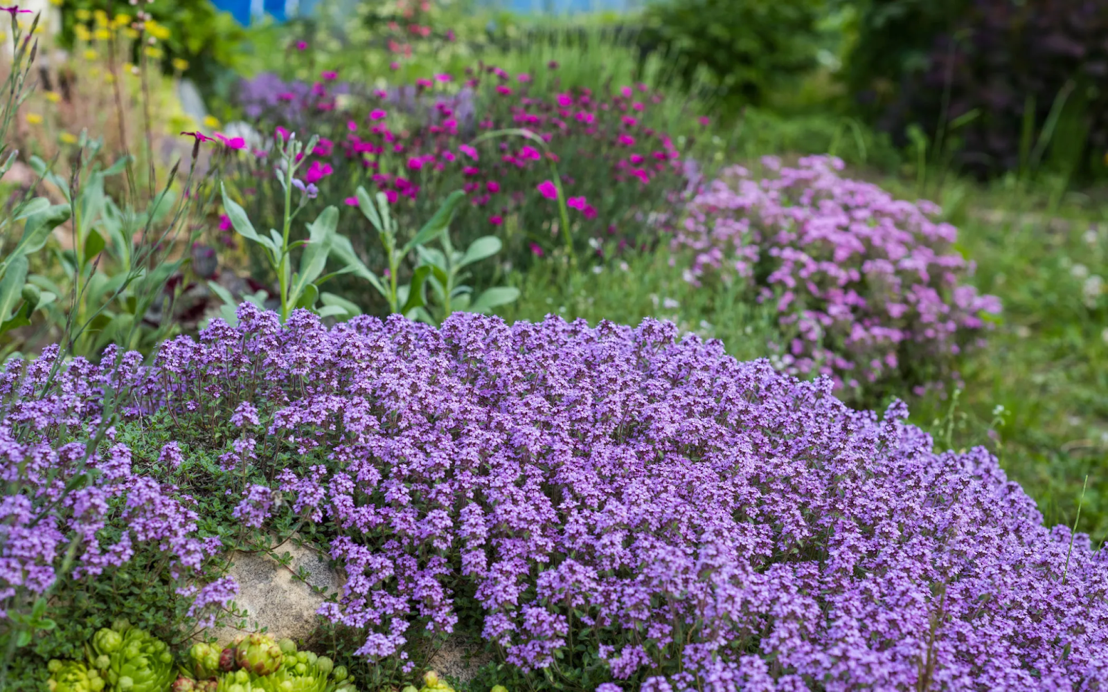 Botany of Creeping Thyme