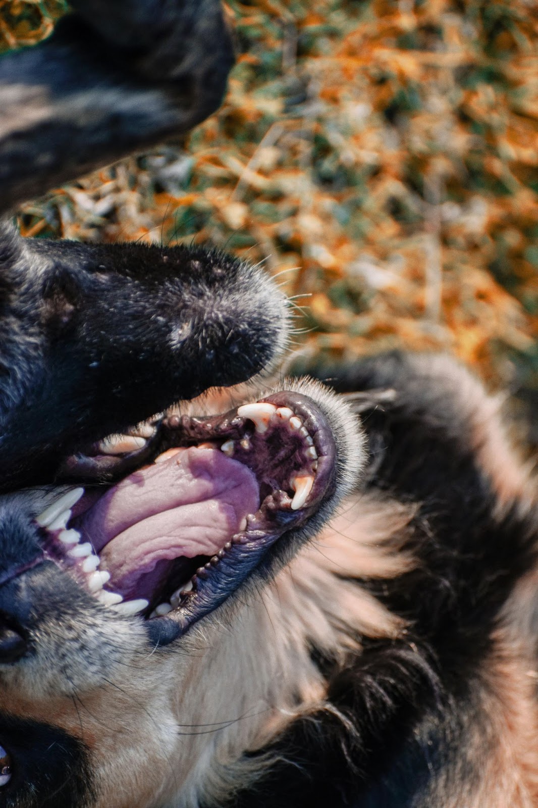 Rottweilers vs. German Shepherds: The True Test of Loyalty 4