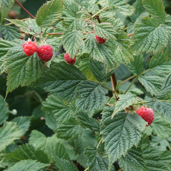 red raspberry leaves with a couple of raspberries attached