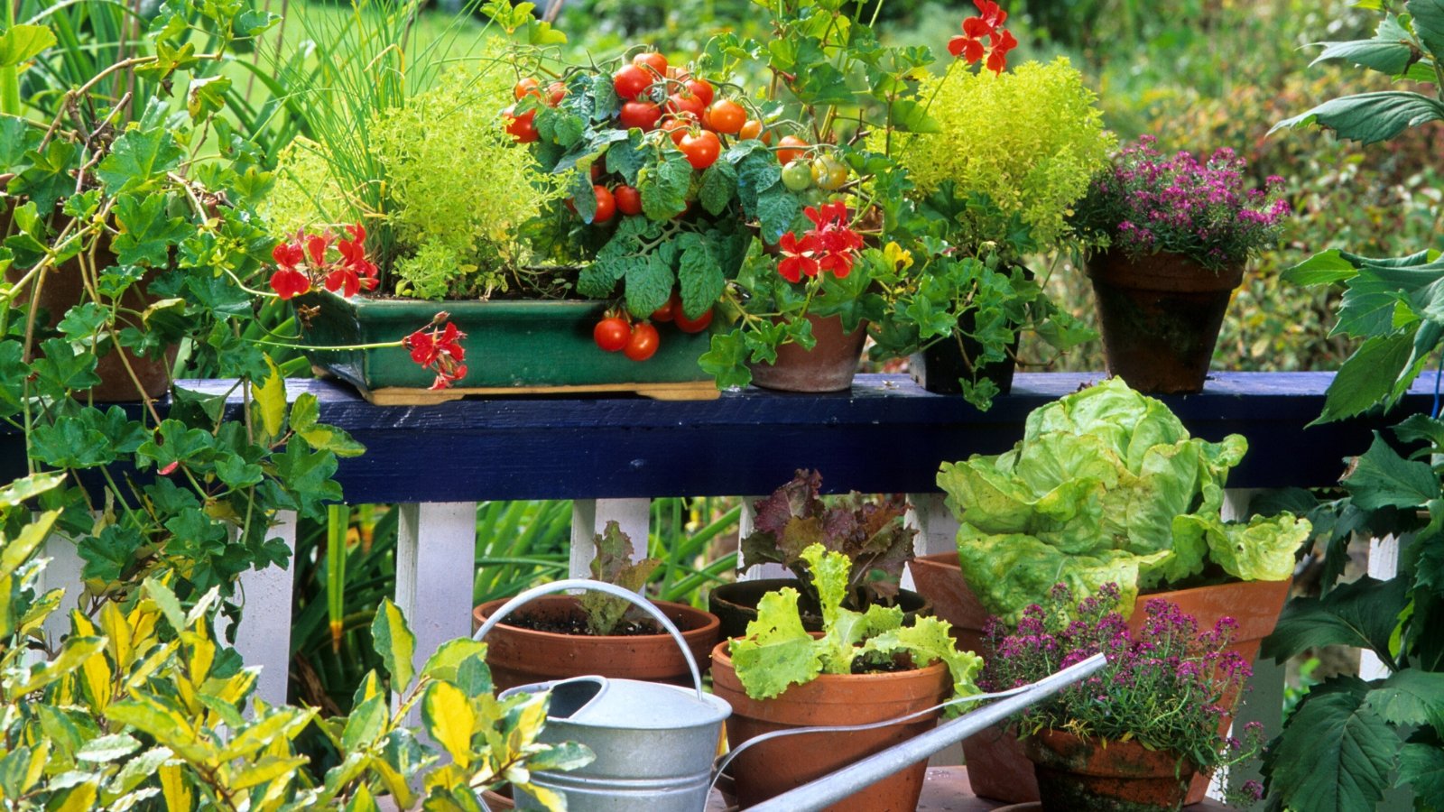 The sunny garden terrace features a variety of healthy container plants including tomatoes, lettuce, thyme, rosemary, lemongrass, flowering begonias, purple sweet alyssum and more.