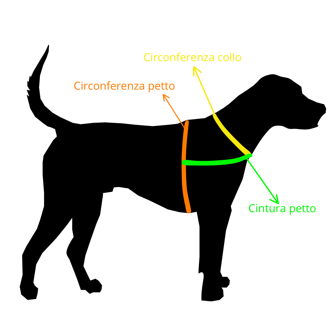 come misurare il cane per la pettorina​ 