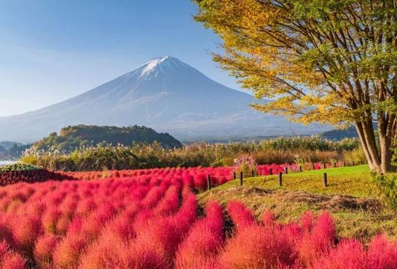 Trạm Thứ 5 Núi Phú Sĩ, Công Viên Kawaguchiko Oishi & Oshino Hakkai | Trải  Nghiệm Thưởng Thức Cua & Sushi Không Giới Hạn Số Lượng | Khởi Hành Từ Tokyo  - KKday