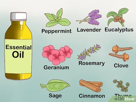 Various Forms of Natural Insect Repellent