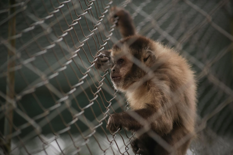 A monkey climbing on a fenceDescription automatically generated
