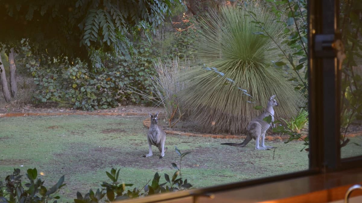 Two small kangaroos outside the window in the garden