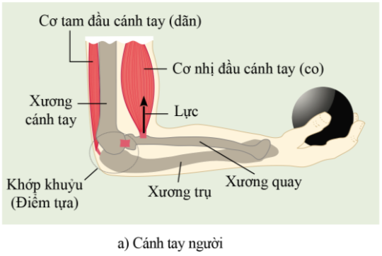 BÀI 28 - HỆ VẬN ĐỘNG Ở NGƯỜI