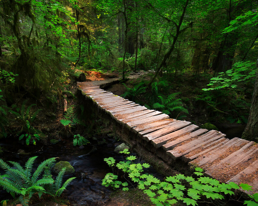 A trail surrounded by trees.