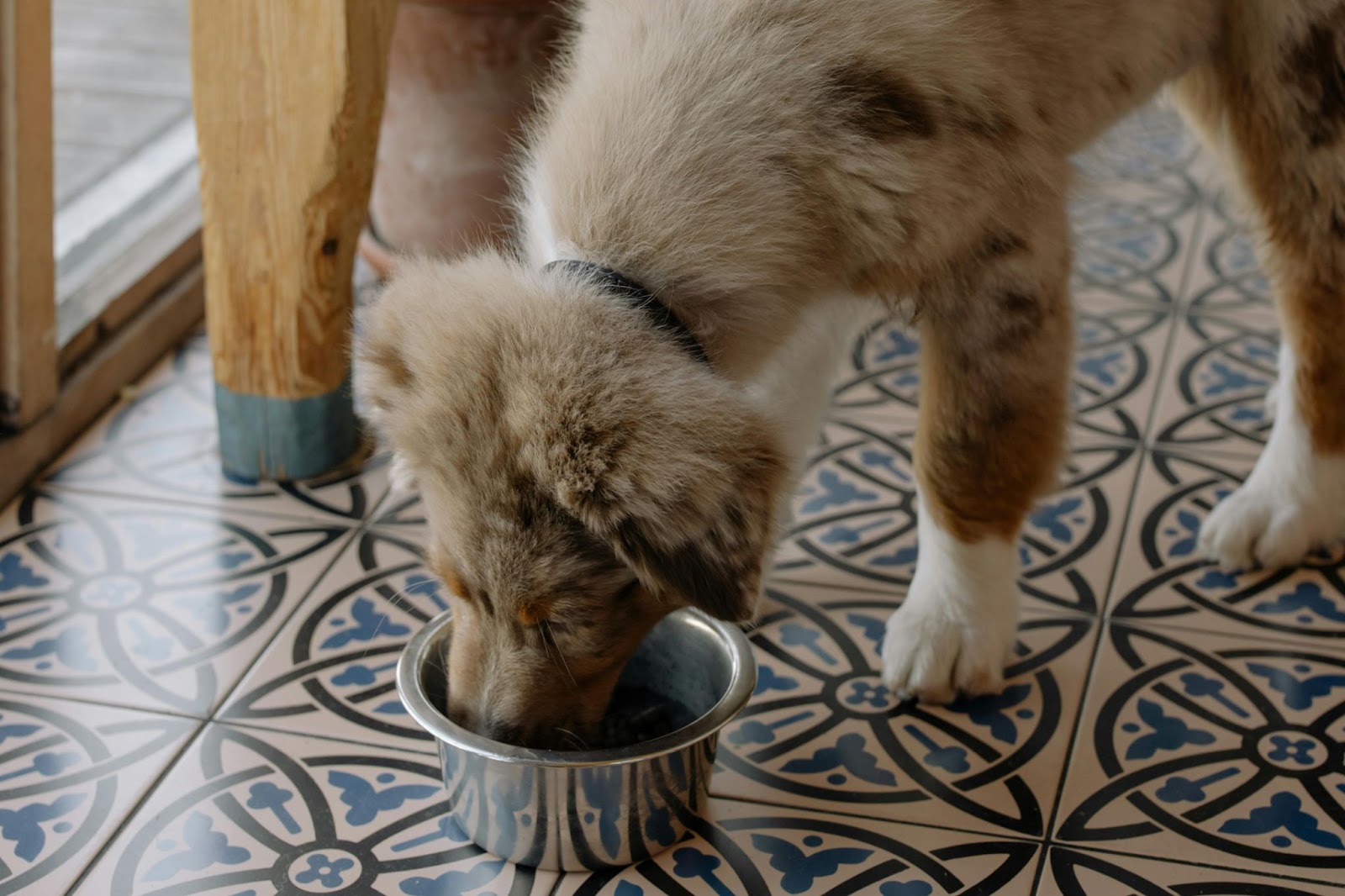 Tan Fluffy Dog Eating from Bowl&nbsp;