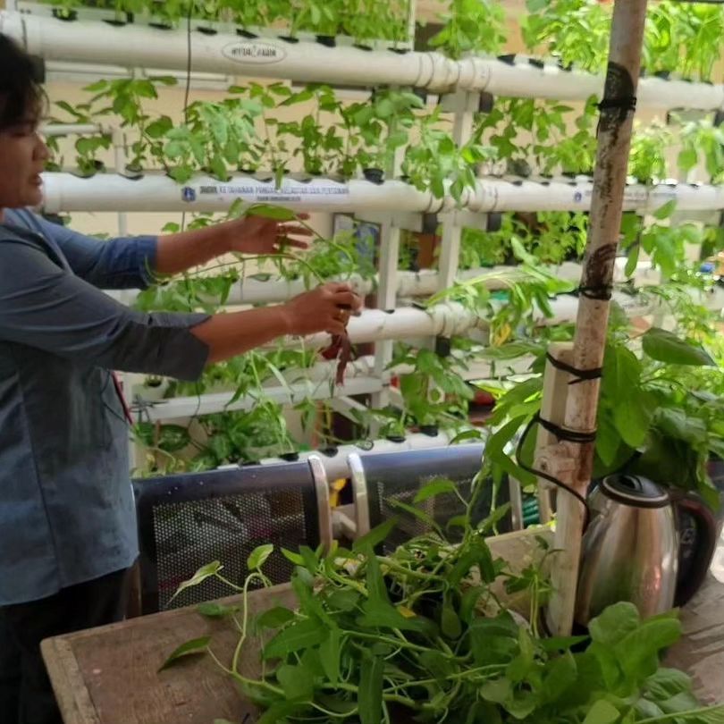 Urban farming&nbsp;metode hidroponik oleh Tenaga Penggerak Pemberdayaan dan Kesejahteraan Keluarga (TP PKK) Taman Sari,&nbsp; Jakarta Barat. Sumber:&nbsp;@urbanfarming.dkijkt