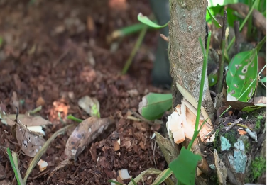 Using curved knives called 'Keththa', farmers make diagonal cuts at a precise 45-degree