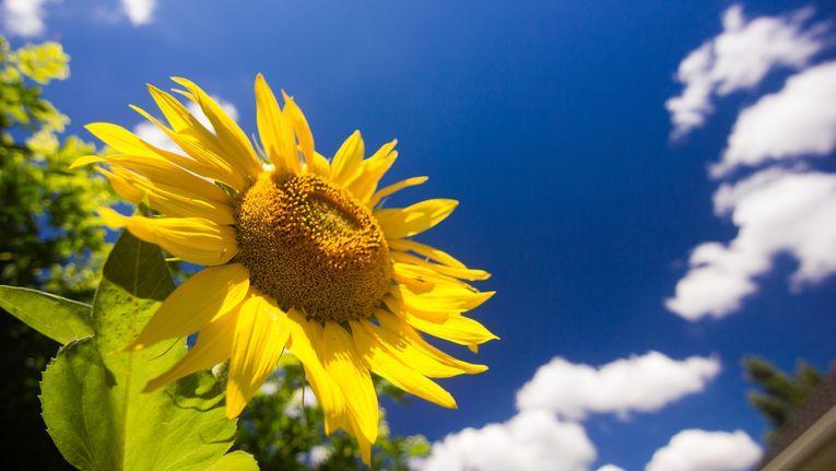 Grow Stunning Sunflowers