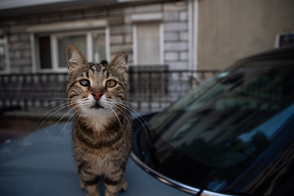 Close-Up of Stray Cat on Car in Street