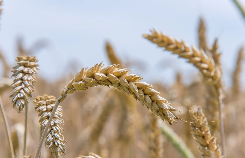 Wheat